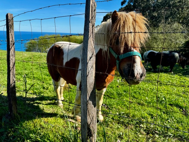 A pony behind a fence