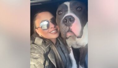 Dog owner speaks out after her XL bully shot dead by PSNI: ‘I thought he was going to kill me’