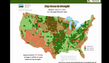 Look at the bigger picture for livestock, economy 