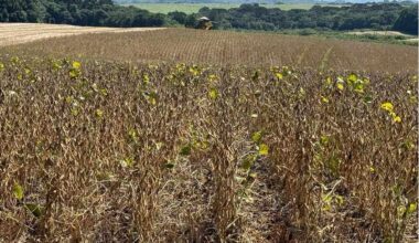 Brazil to Export More Soy to China Amid Trade War, Abiove Says