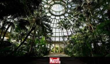 Les serres de Laeken ne sont pas les seules qui méritent le détour en Belgique: zoom sur trois autres magnifiques jardins botaniques