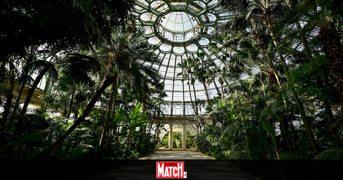 Les serres de Laeken ne sont pas les seules qui méritent le détour en Belgique: zoom sur trois autres magnifiques jardins botaniques