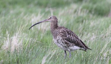 Bird numbers rising again on Orkney Islands, RSPB says