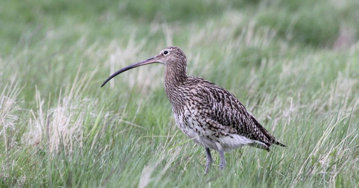 Bird numbers rising again on Orkney Islands, RSPB says