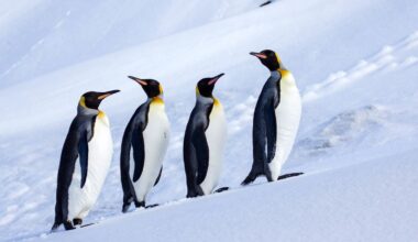 Trump Tariffs Hit Antarctic Islands Inhabited by Zero Humans and Many Penguins