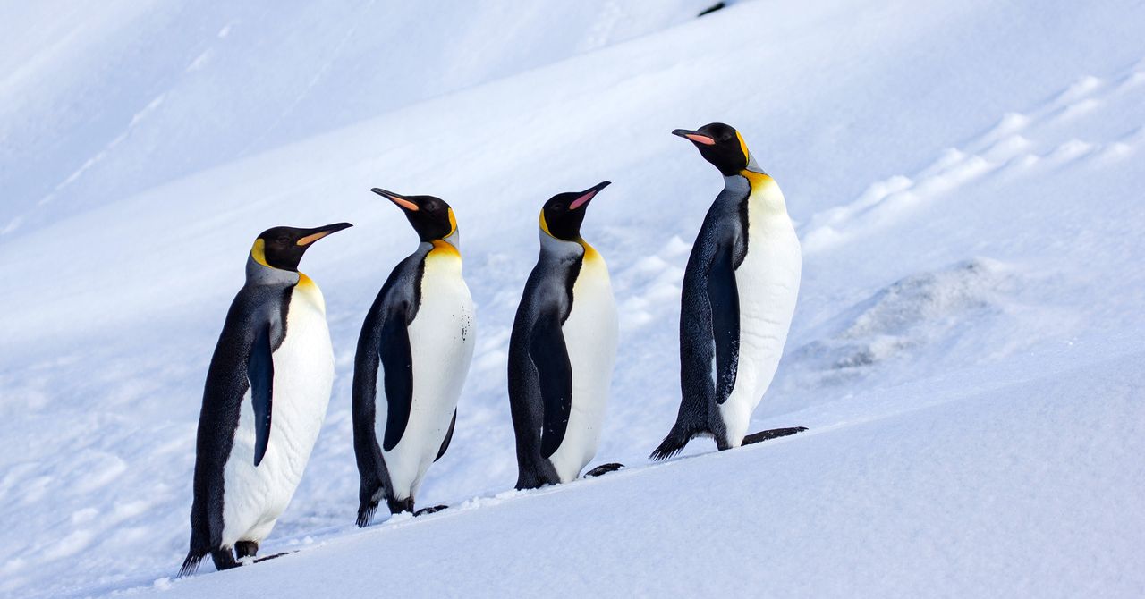Trump Tariffs Hit Antarctic Islands Inhabited by Zero Humans and Many Penguins