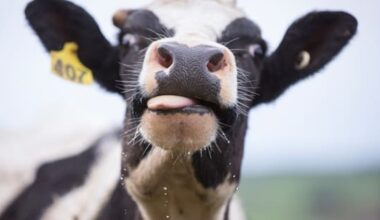 The New Zealand exports hit hardest by Trumps' tariffs