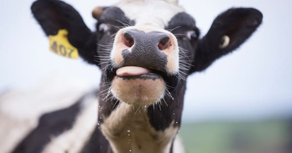 The New Zealand exports hit hardest by Trumps' tariffs