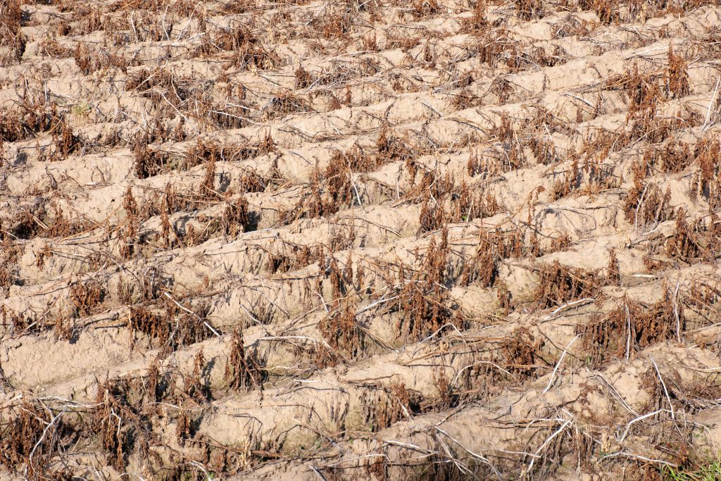 Climate Change Made ‘Bonkers’ Central Asia Heatwave Up to 10C Hotter: Report