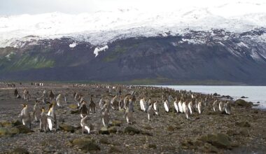 What are Heard and McDonald Islands? – Firstpost