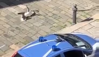 Italian cop promptly and swiftly interrupts violent gang beat down.