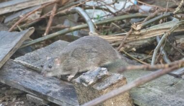 British Army called in to fight Birmingham rats after piles of rubbish grow