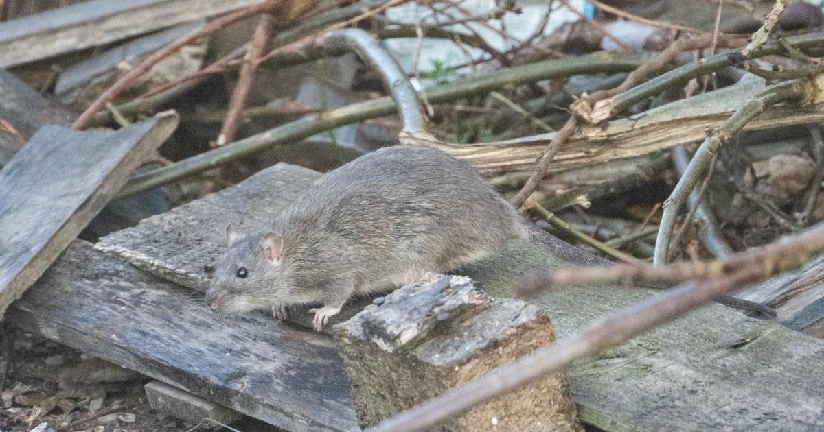 British Army called in to fight Birmingham rats after piles of rubbish grow