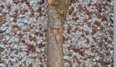 Rate my wood, found this almost perfect stick on my way back from shopping. Getting funny looks from strangers.