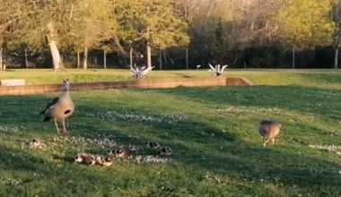 Egyptian goslings at Bushy Park