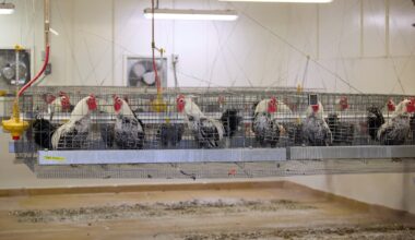 Trade war against U.S. chicken? Europe rejects U.S. chlorinated chicken for these reasons