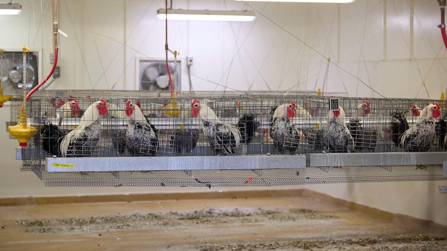 Trade war against U.S. chicken? Europe rejects U.S. chlorinated chicken for these reasons