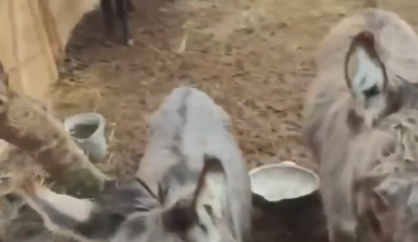 New batches of donkeys have arrived at the front for the Russian army. April 2025