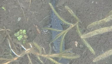 Im Gartenteich tummeln sich mal wieder die Molche.