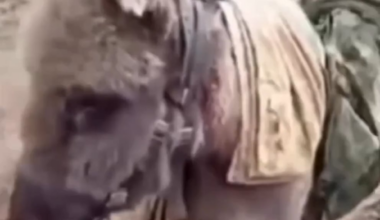 A video was posted online showing three occupiers inspecting a donkey loaded with military equipment. April 2025