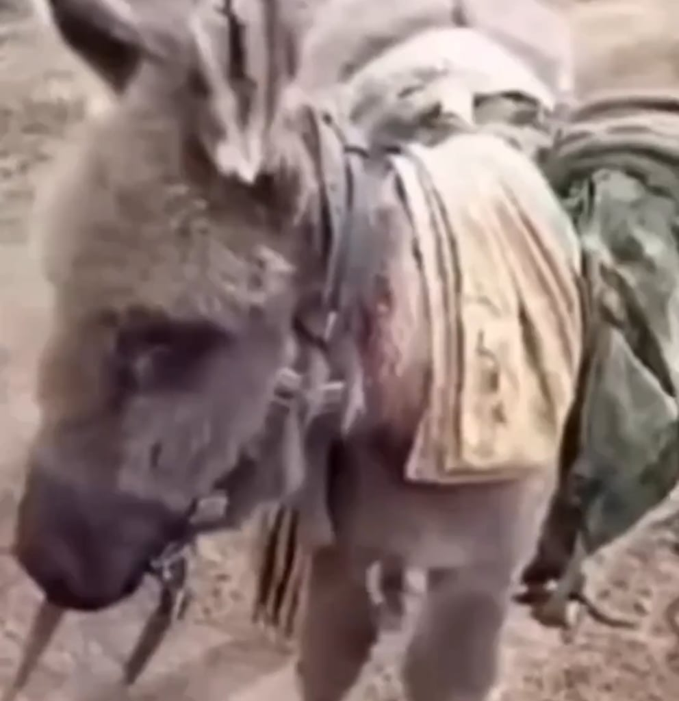 A video was posted online showing three occupiers inspecting a donkey loaded with military equipment. April 2025