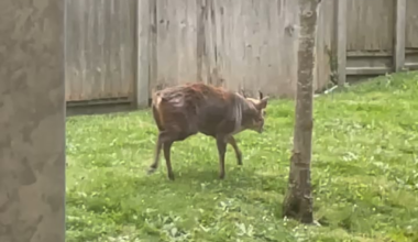 There’s a fucking deer with the foxes in our garden now 😂