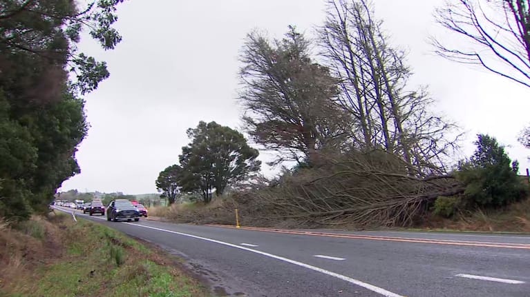 A downed tree blocked one lane of SH1 near Ruakākā.