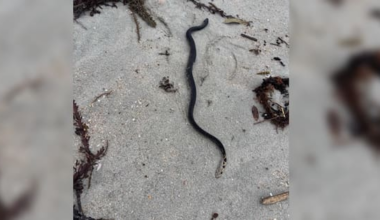 Sea snake found alive on beach now dead, likely 'hit with something'