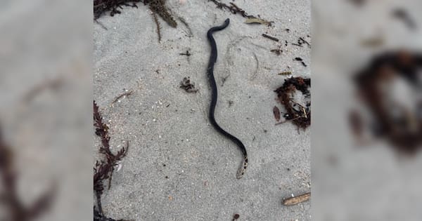 Sea snake found alive on beach now dead, likely 'hit with something'