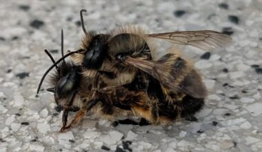 Rostrote Mauerbienen tun Mauerbienendinge