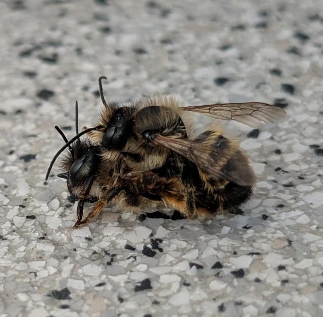 Rostrote Mauerbienen tun Mauerbienendinge