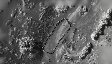 US airstrike on a Houthi meeting