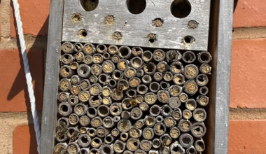 Proper chuffed with how my solitary bee houses are doing this year
