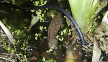 Wen hab ich hier in meinem Gartentisch erwischt? Odenwald/Bergstraße, falls das was hilft.