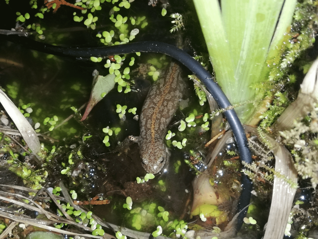 Wen hab ich hier in meinem Gartentisch erwischt? Odenwald/Bergstraße, falls das was hilft.