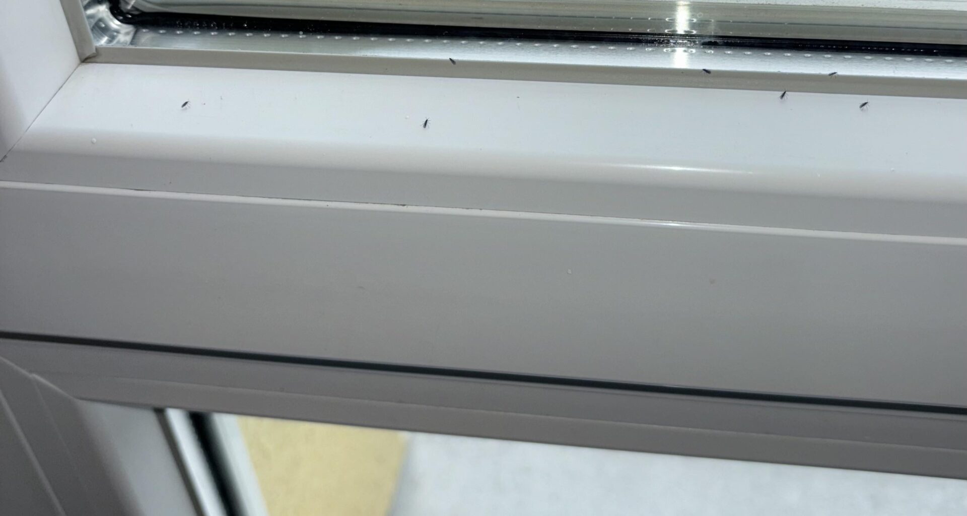Kleine Mücken am Fenster?