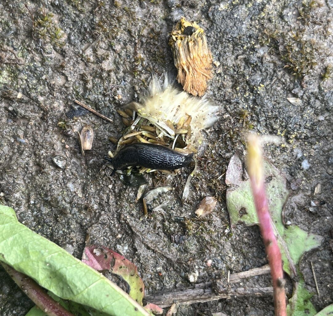 Freund oder Feind/ Schnegel oder Schneck?