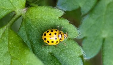 Darf ich vorstellen ein Zweiundzwanzigpunkt Marienkäfer