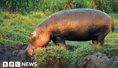 Anthrax kills dozens of hippos in Virunga National Park