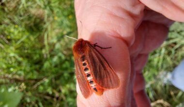 Besuch vom Rostflügelbär