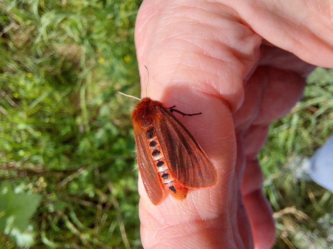 Besuch vom Rostflügelbär