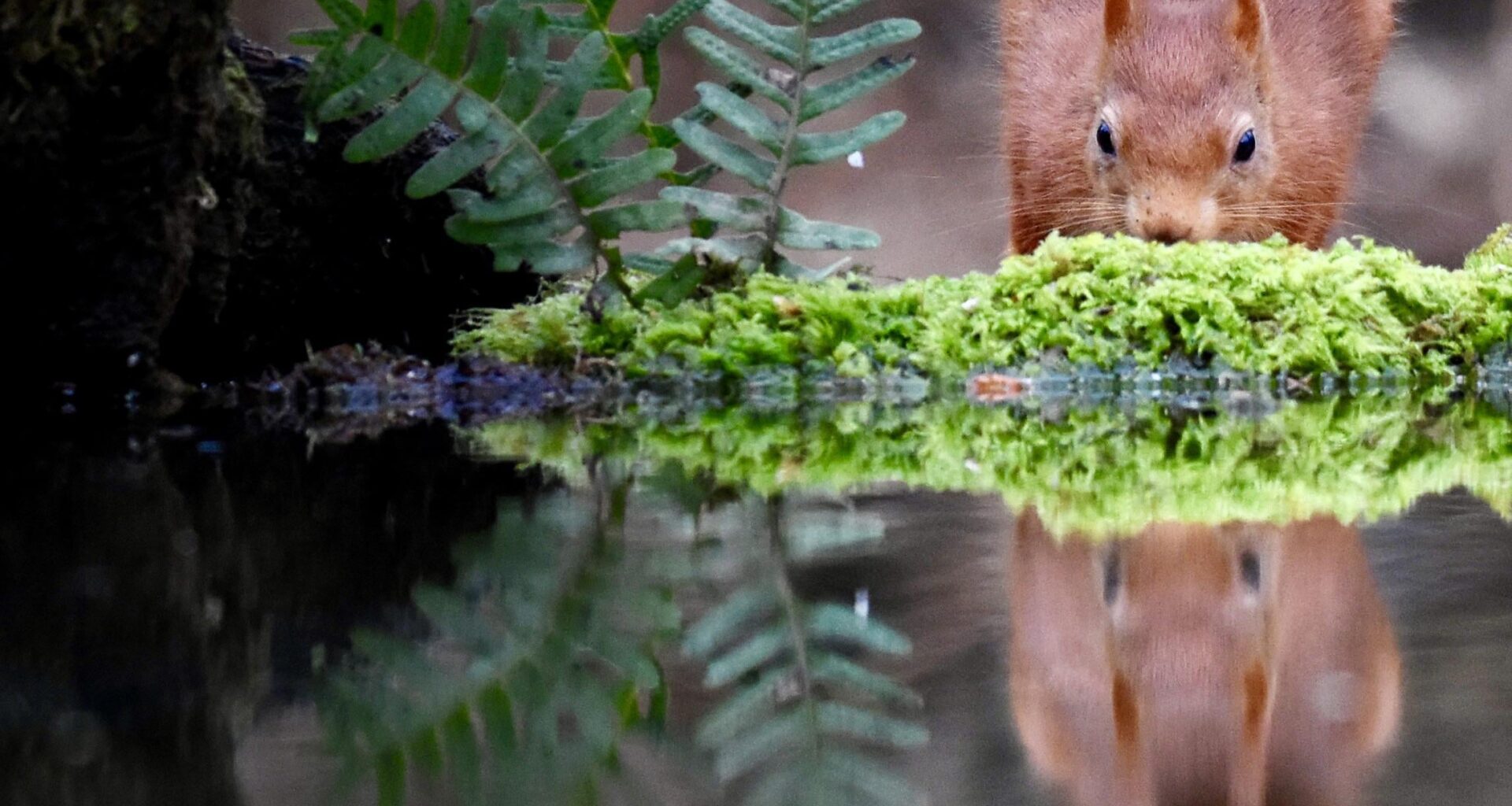 On reflection 🏴󠁧󠁢󠁳󠁣󠁴󠁿🐿️🏴󠁧󠁢󠁳󠁣󠁴󠁿