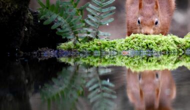 On reflection 🏴󠁧󠁢󠁳󠁣󠁴󠁿🐿️🏴󠁧󠁢󠁳󠁣󠁴󠁿
