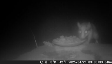 Ist das ein Gartenschläfer?