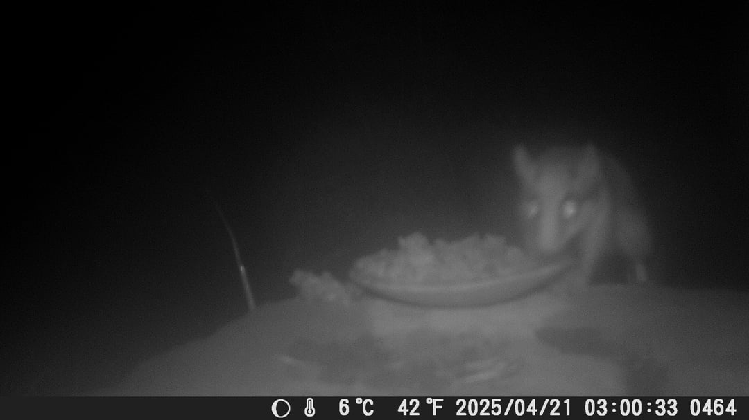 Ist das ein Gartenschläfer?