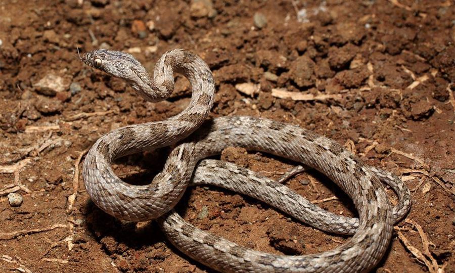 More viper sightings in the Cyprus countryside (video), KNEWS