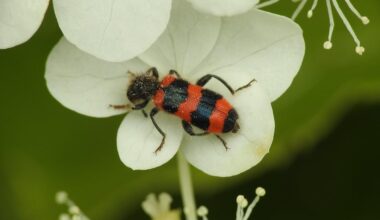 Begegnungen vom letzten Sommer