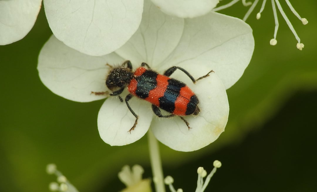 Begegnungen vom letzten Sommer