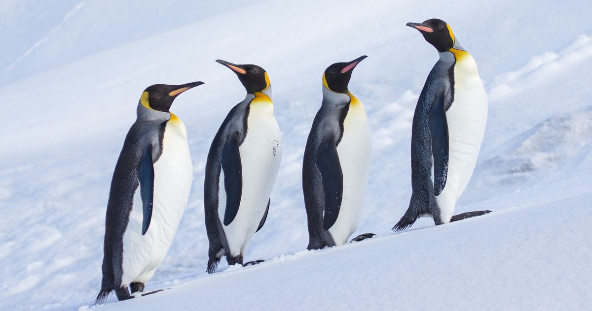 The Best Trump Tariff on Penguins Memes and Reactions