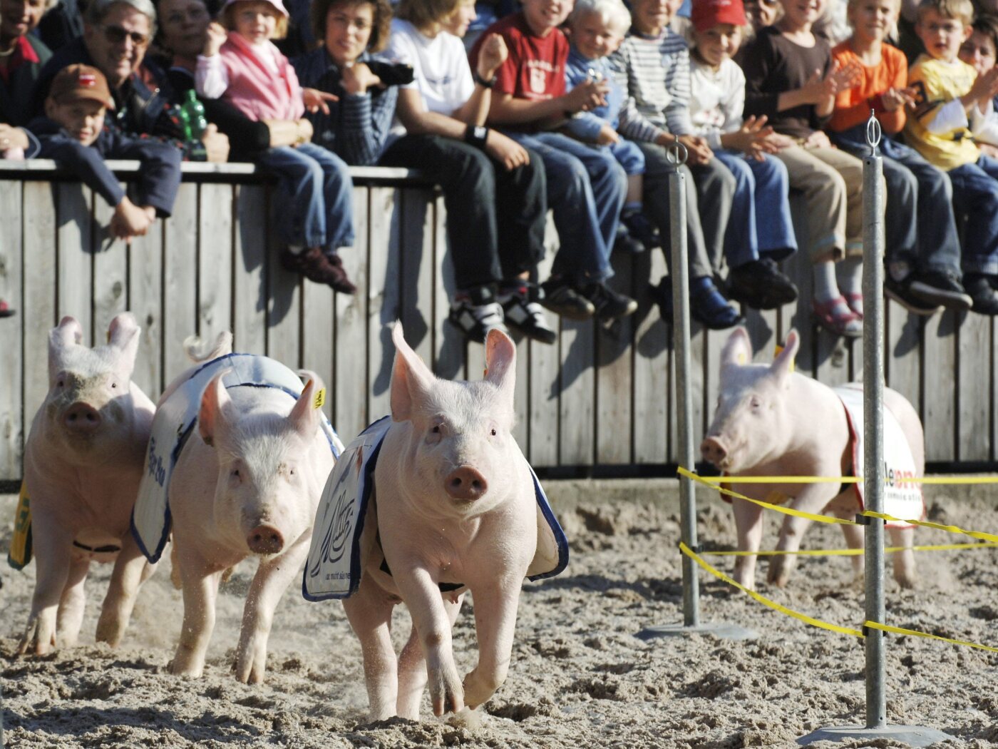 The Olma pig race occupies the Swiss judiciary
